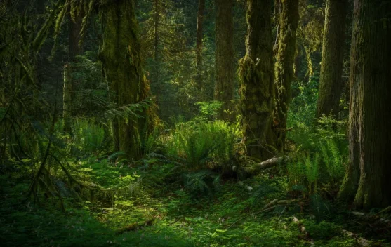Paru-Paru Dunia: Hutan Sangat Krusial bagi Kelangsungan Hidup Manusia