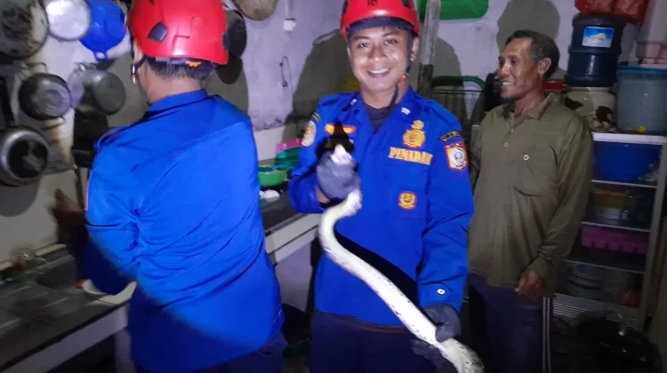 Damkarmat Lotim Evakuasi Ular dari Rumah Warga di Rempung