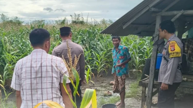 Polsek Jerowaru Monitoring Pertumbuhan Jagung Dukung Ketahanan Pangan