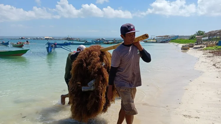 Teluk Ekas Jadi Pusat Riset Rumput Laut Tropis Dunia