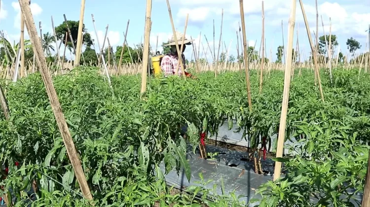 Harga Cabai Rp160 Ribu, Distan Loteng Siapkan Kawasan Khusus dan Jaminan Pasar