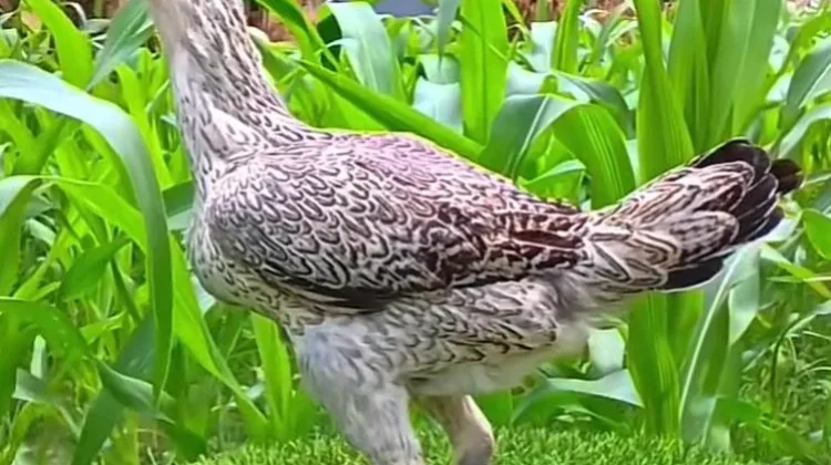 Ayam Bulbi Ayam Hias Unik dengan Penampilan bulu batik yang menawan