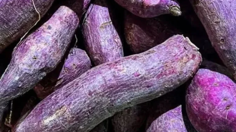 Ubi Ungu, Pangan Lokal Kaya Manfaat untuk Kesehatan