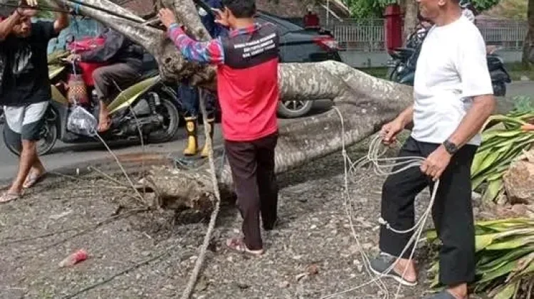Gerak Cepat! Damkartan Evakuasi Pohon Tumbang di Praya Tengah