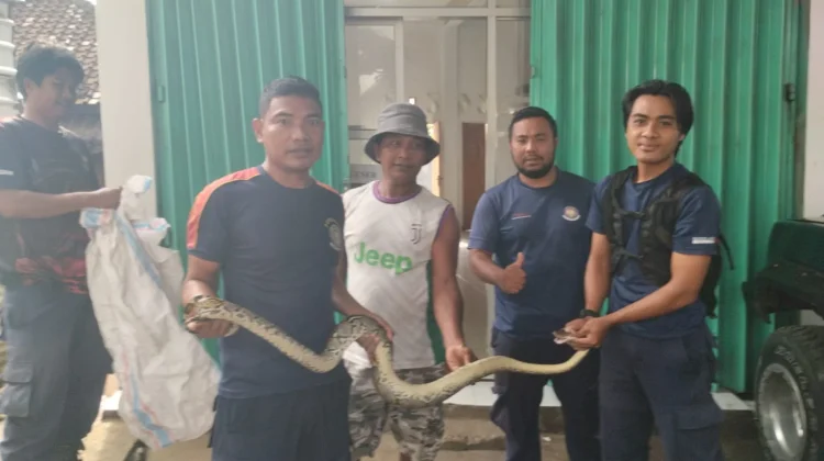 Damkarmat Lotim Evakuasi Ular dari Rumah Warga Pringgabaya