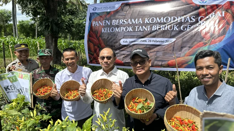 BI NTB dan Pemda KLU Perkuat Sinergi Pengendalian Inflasi lewat Panen Cabai