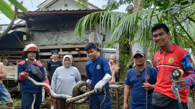 Damkartan Loteng Evakuasi Ular Piton, Respons Cepat Demi Keamanan Warga