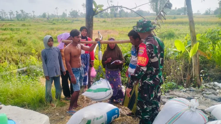 Serapan Gabah Petani Dikawal, Babinsa Kodim 1620/Loteng Turun Langsung ke Sawah