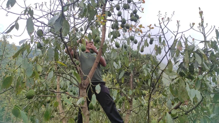 Alpukat Hass Jadi Primadona Baru Petani Sembalun