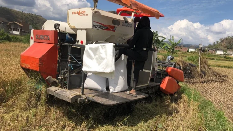 7.124 Kilogram GKP di Kelurahan Jatiwangi Diserap