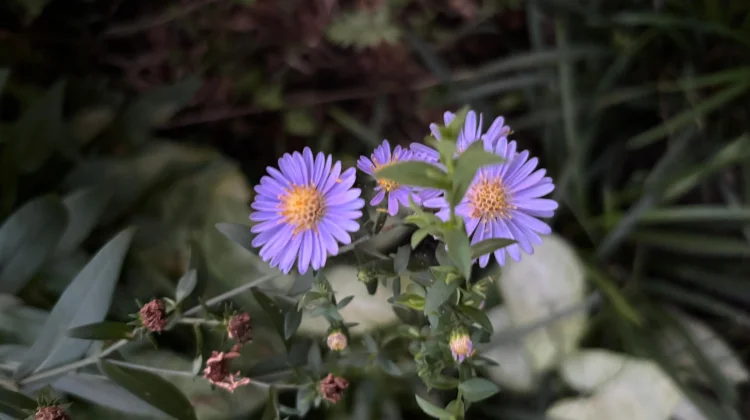 Makna Warna Warni Bunga Aster