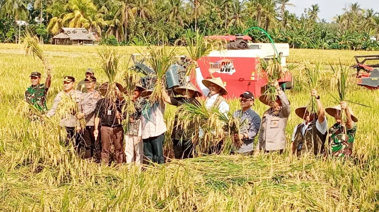 KLU Genjot LTT MT2 2026, Petani Mulai Beralih dari Palawija ke Padi