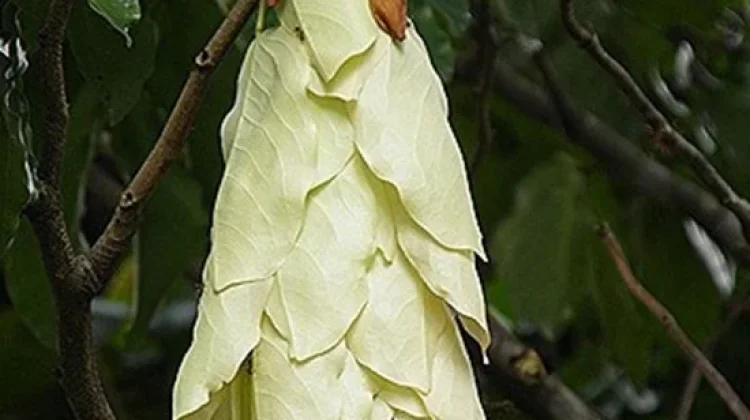 Ajang Kelicung, Flora Identitas Nusa Tenggara Barat