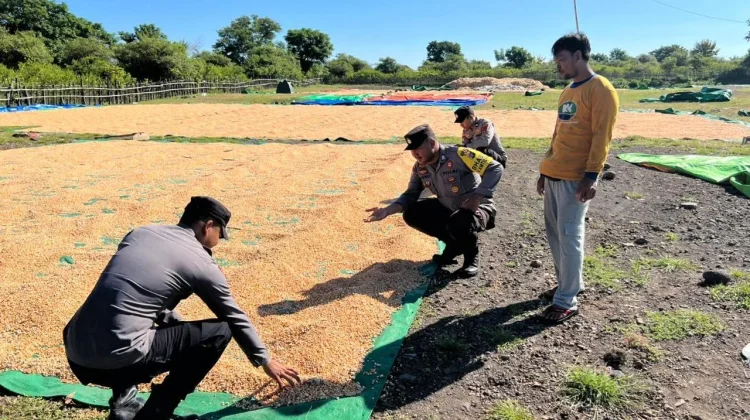 Bhabinkamtibmas Polres Bima Dampingi Petani Jemur Jagung saat Musim Hujan