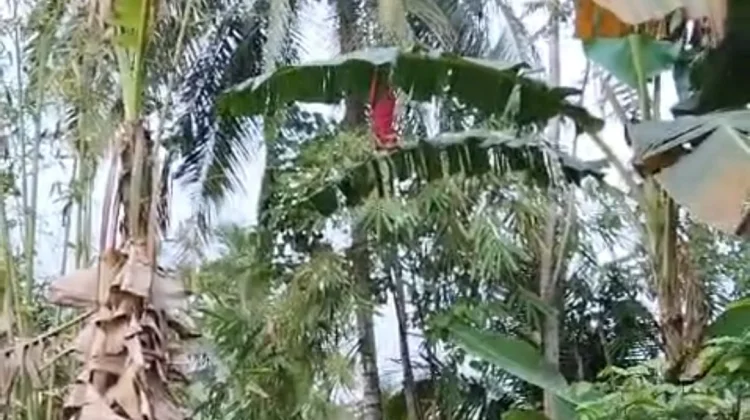 Resahkan Warga, Damkarmat Lombok Timur Sigap Evakuasi Sarang Tawon di Masbagik
