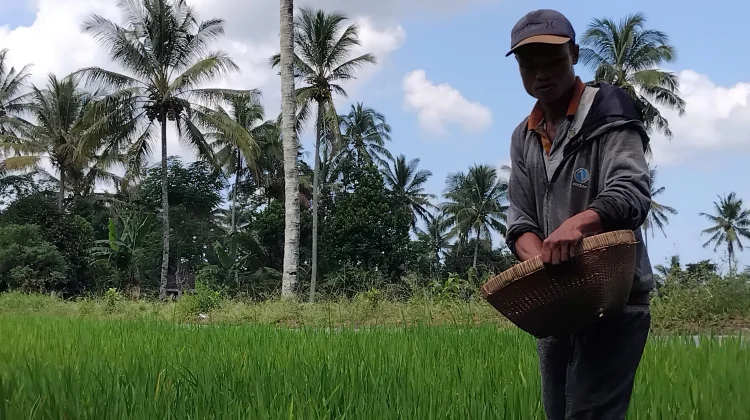 Antisipasi Kemarau Tahun ini Lewat Pemilihan Komoditi Tanaman Pangan