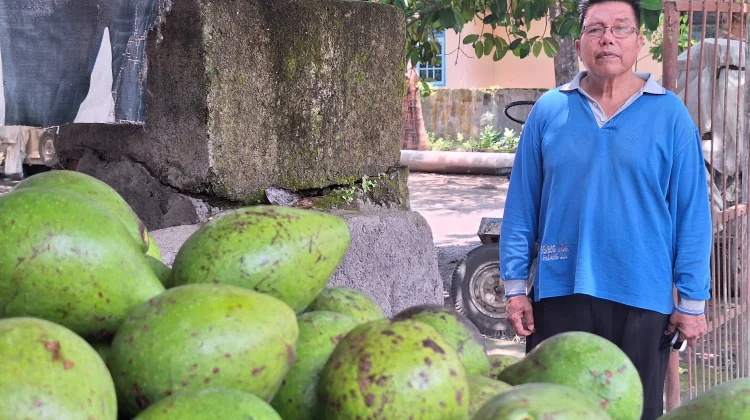 Pekarangan Rumah Budi Daya Tanaman Pangan