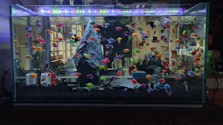 Memelihara Ikan di Aquarium Salah Satu Terapi Pereda Stress