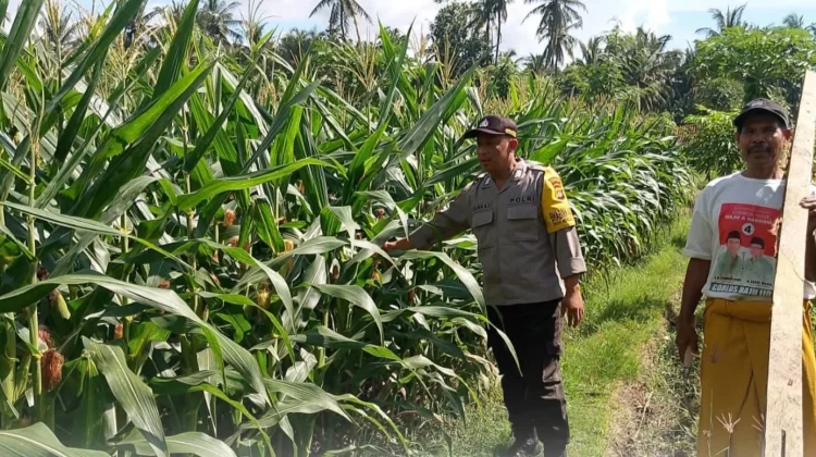 Kepolisian di Lombok Timur Pantau Tanaman Jagung Petani, Dukung Ketahanan Pangan