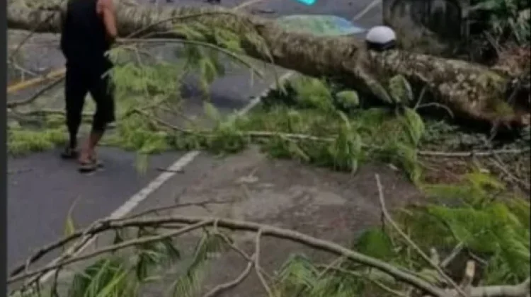 Pohon Tumbang di Lombok Tengah, Seorang Pengendara Meninggal Dunia