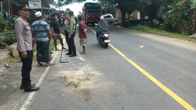 Polres Loteng olah TKP Pengendara Pengendara Tertimpa Pohon di Praya Tengah