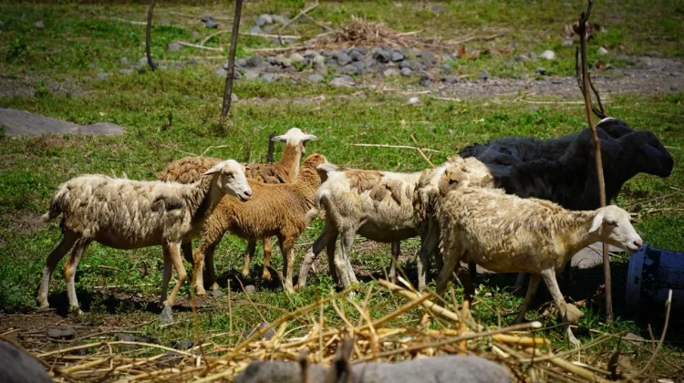 Unram Integrasikan Edu-Farm dan Eco Farming untuk Dorong Ekonomi Berkelanjutan