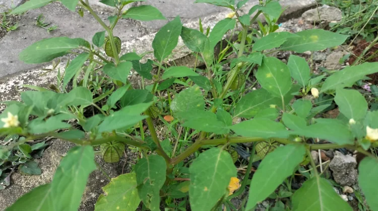 Buah Liar Masa Kecil, Kini Dilirik karena Khasiat
