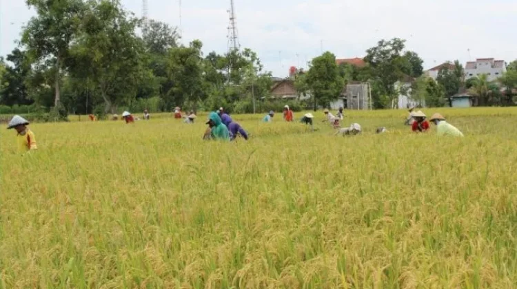 Serapan Gabah Lamban, Petani Dompu Resah jelang Panen Raya