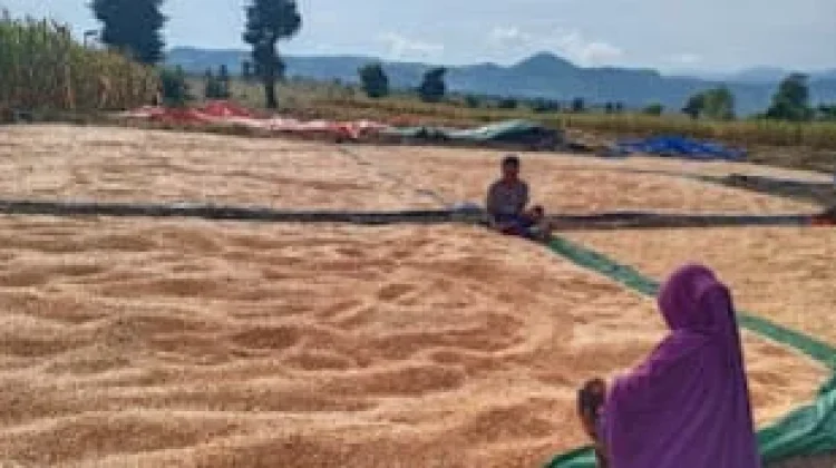 Bulog Siap Serap 19.600 Ton Jagung Petani Dompu