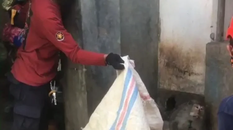 Serang Pemilik hingga Terluka Parah, Monyet Dievakuasi Petugas Damkar