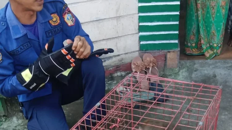 Damkarmat Lombok Timur Evakuasi Monyet Liar di Permukiman Warga Pancor