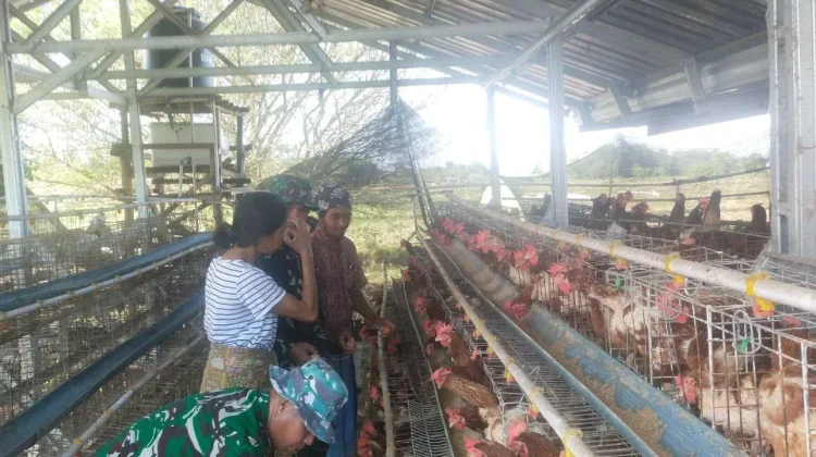 Serbuan Lalat dari Kandang Ayam Ganggu Warga Janapria