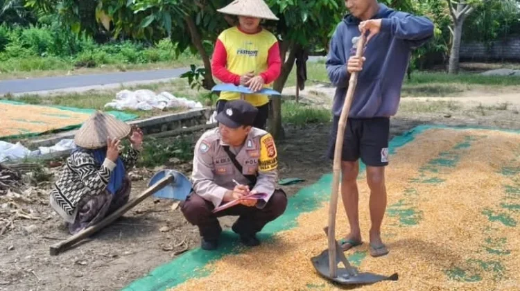 Dukung Ketahanan Pangan, Kepolisian Monitoring Panen Jagung di Jerowaru