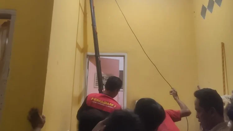 Damkarmat Lotim Evakuasi Musang dari Plafon Rumah Warga