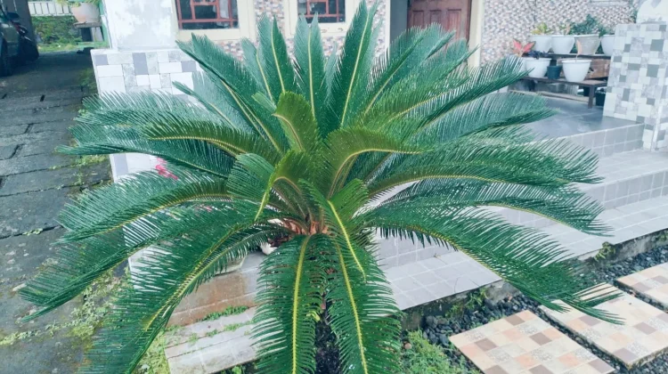 Sikas, Tanaman Purba Cantik dengan Harga Semakin Terjangkau