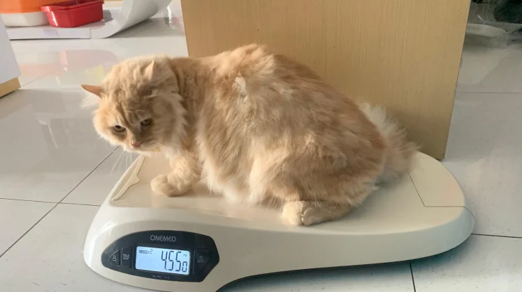 Gratis! Vaksin Rabies Khusus untuk Anjing dan Kucing