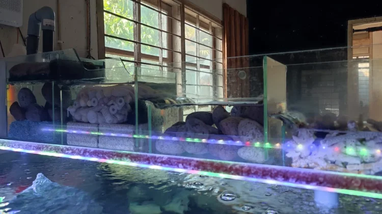 Filter Aquarium Bertingkat: Solusi Air Jernih dan Perawatan Lebih Praktis