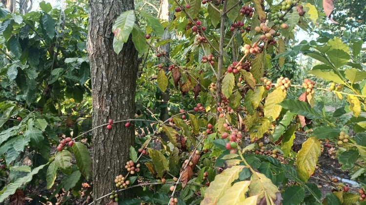 Segala Anyar Tumbuhkan Harapan dari Kopi Arabika dan Robusta