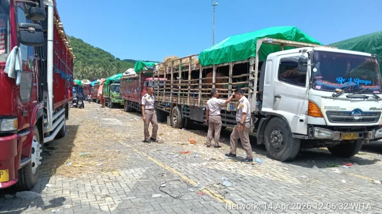 Dipuji Peternak, Pengiriman Hewan Kurban NTB ke Jabodetabek Lebih Tertata