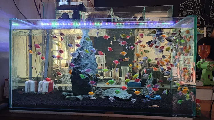Sekali Lihat Langsung Jatuh Hati: Ikan Neon yang Bikin Aquarium Terlihat Hidup