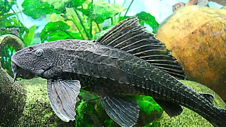 Fenomena Ikan Sapu-Sapu, antara Ancaman dan Etika