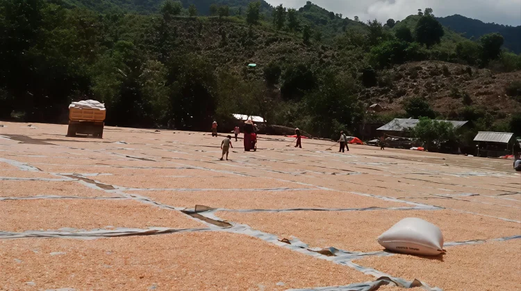 Penyerapan Jagung di Bima Dinilai Tidak Berpihak Petani