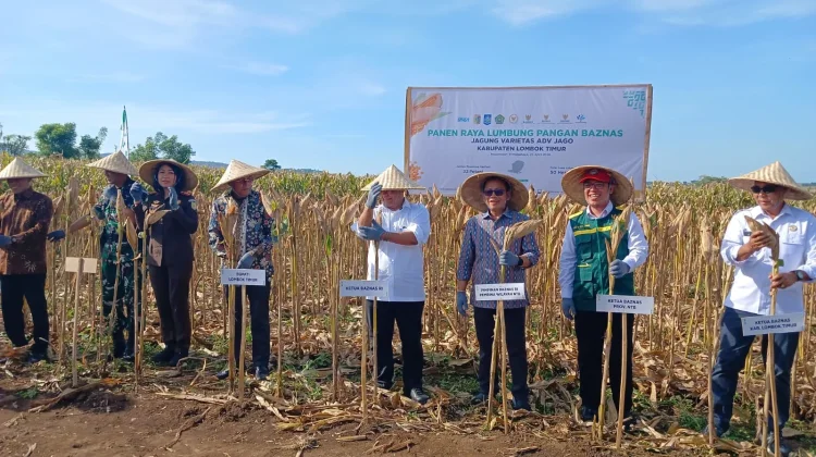 Dorong Kemandirian Pangan, Baznas RI Panen Raya Perdana Jagung di Pringgabaya
