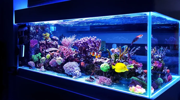 Tenang di Rumah, Serasa di Laut: Rahasia Sukses Memelihara Ikan Laut di Aquarium!