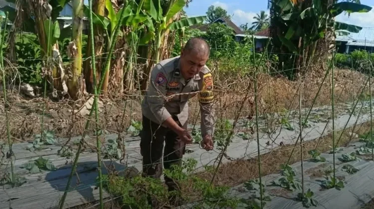 Bhabinkamtibmas Lotim Pantau Kondisi Lahan Pertanian, Dukung Kemandirian Pangan