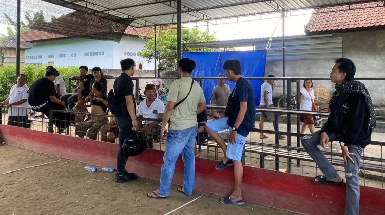 Aparat Turun Tangan Bubarkan Judi Sabung Ayam di Lembar