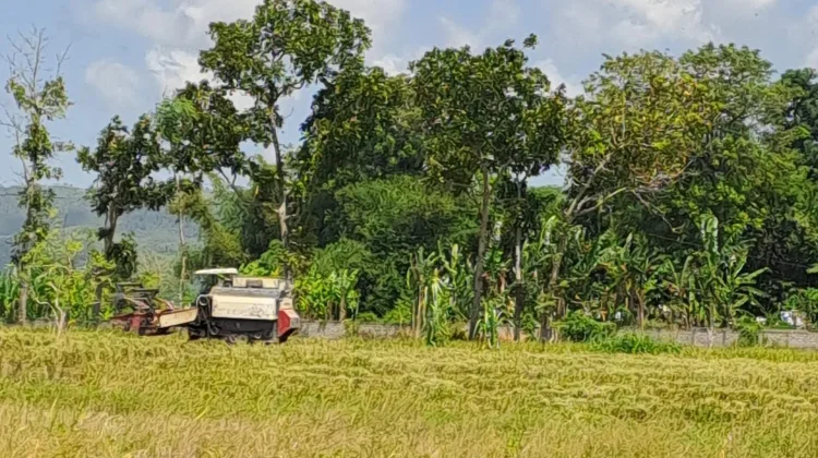 Luas Lahan Tanam Padi di Lombok Tengah, Menyusut di Musim Tanam Kedua