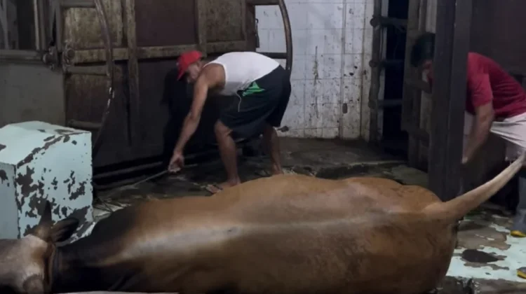 Harga Daging Sapi Mandek, Pedagang Mengeluh