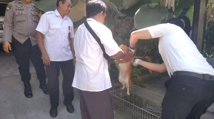 Mataram Masih Bebas Rabies, Ancaman Anjing Liar Jadi Perhatian