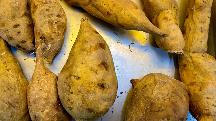 Ubi Cilembu Panggang Manis Alami Sehat Cocok Diet